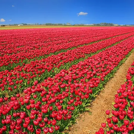 Duinzand Egmond aan den Hoef