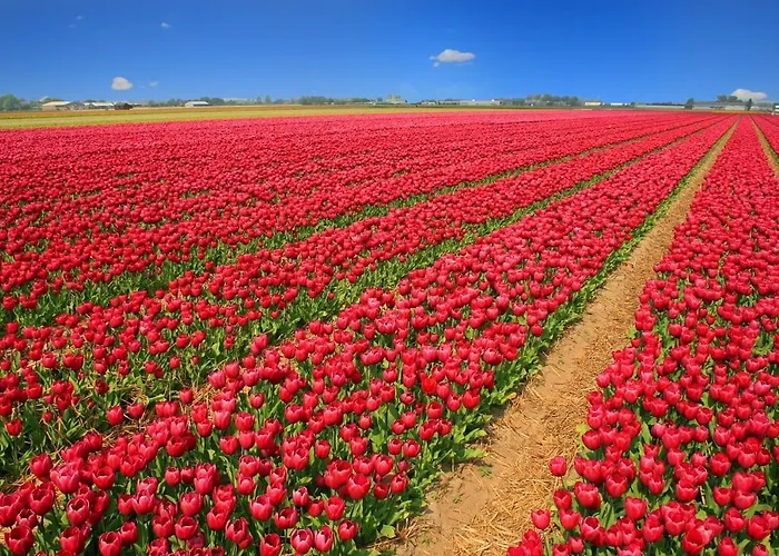 Duinzand 埃赫蒙德·安登胡夫